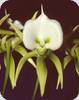Angraecum eburneum